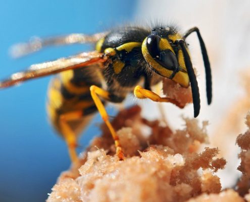 Extreme close up of a bee